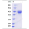 Recombinant Human CD27